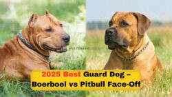 Here’s What You Need to Know About boerboel vs pitbull – South Africa’s Best Guard Dogs for 2025 Ranked